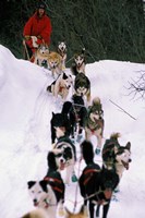 Framed Dog Sled Racing in the 1991 Iditarod Sled Race, Alaska, USA