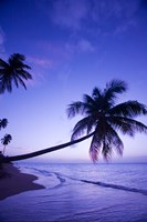 Framed Palm tree, Coconut Grove beach, Cade's Bay, Caribbean