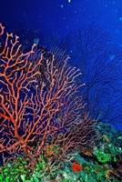Framed Underwater, Bonaire, Netherlands Antilles