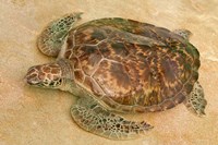 Framed St Vincent, Grenadines Old Hegg Turtle Sanctuary