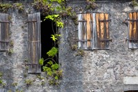 Framed Tropical Plants, St Pierre, Martinique, French Antilles, West Indies