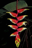 Framed Tropical Flower on Culebra Island, Puerto Rico