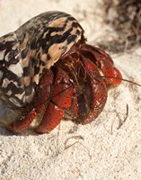 Framed Caribbean hermit crab, Mona Island, Puerto Rico