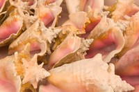 Framed Conch Shells, Blue Hill Beach, Turks and Caicos, Caribbean