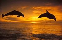 Framed Silhoutte of Bottlenose Dolphins, Caribbean