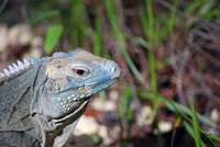 Framed Iguana lizard, Queen Elizabeth II Park, Grand Cayman