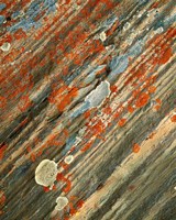 Framed Lichens on stone, Banff NP, Alberta, Canada