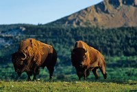 Framed Bison bulls, Waterton Lakes NP, Alberta Canada