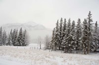Framed Winter Views from Train, Alberta, Canada