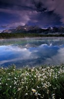 Framed Alberta, Banff National Park Lake Maligne wildflowers