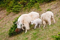 Framed Alberta, Jasper NP, Mountain Goat wildlife