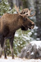 Framed Alberta, Jasper National Park Bull Moose wildlife