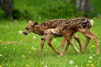 Framed Canada, Alberta, Waterton Lakes NP, Mule deer fawns