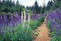 Framed Lupines by a Pond, Kitty Coleman Woodland Gardens, Comox Valley, Vancouver Island, British Columbia