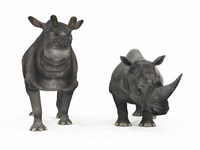 Framed adult Brontotherium compared to a modern adult White Rhinoceros