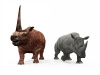 Framed adult Elasmotherium compared to a modern adult White Rhinoceros