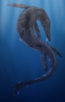 Framed Tylosaurus, a Giant Marine Squamata Shedding its Skin