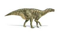 Framed Iguanodon Dinosaur on White Background