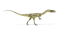 Framed Coelophysis Dinosaur on White Background