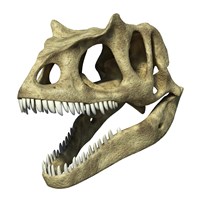 Framed 3D Rendering of an Allosaurus Skull