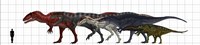 Framed Carcharodontosauridae Size Chart
