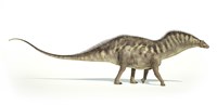 Framed Amargasaurus Dinosaur on White Background