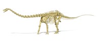 Framed 3D Rendering of a Diplodocus Dinosaur Skeleton