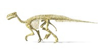 Framed 3D Rendering of an Lguanodon Dinosaur Skeleton