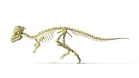 Framed 3D Rendering of a Pachycephalosaurus Dinosaur Skeleton