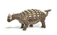 Framed Ankylosaurus Dinosaur on White Background