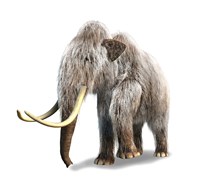 Framed Woolly Mammoth, White Background