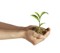 Framed Man's Hands Holding Soil with a Little Growing Green Plant