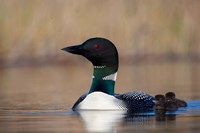 Framed British Columbia Common Loon bird on Lac Le Jeune