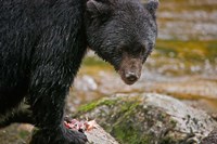 Framed British Columbia, Gribbell Island, Black bear, salmon