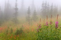 Framed Misty Meadow Scenic, Revelstoke National Park, British Columbia, Canada