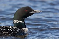 Framed British Columbia Portrait of a Common Loon bird