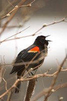 Framed Red-winged blackbird, Stanley Park, British Columbia