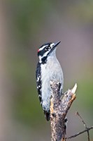 Framed British Columbia, Downy Woodpecker bird, male (front view)