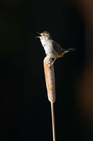 Framed British Columbia, Marsh Wren bird from a cattail