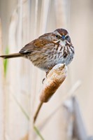 Framed British Columbia, Song Sparrow bird on cattail