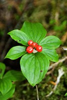 Framed Temperate Rainforest Berries, Bramham, British Columbia