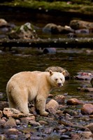 Framed British Columbia, Princess Royal Island, Spirit Bear