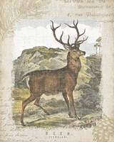 Framed 'Woodland Stag I' border=