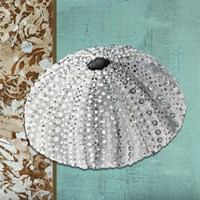 Framed 'Silver Sea Urchin - Tan Side Border Teal Crackle Back' border=