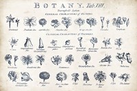 Framed Botany Tab VIII Indigo and White
