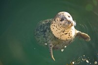 Framed Harbor Seals, Oak Bay, Victoria, British Columbia