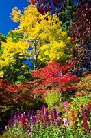 Framed Autumn Color, Butchard Gardens, Victoria, British Columbia, Canada