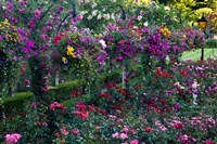 Framed Rose Garden at Butchard Gardens In Full Bloom, Victoria, British Columbia, Canada