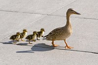 Framed Mallard hen and ducklings in Madison, Wisconsin