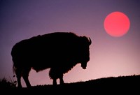 Framed Bison Silhouetted at Sunrise, Yellowstone National Park, Wyoming